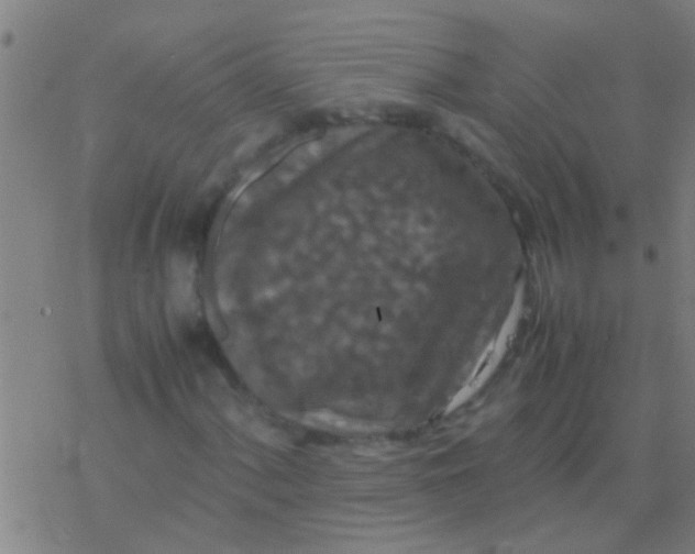 X0000077361060200611101633