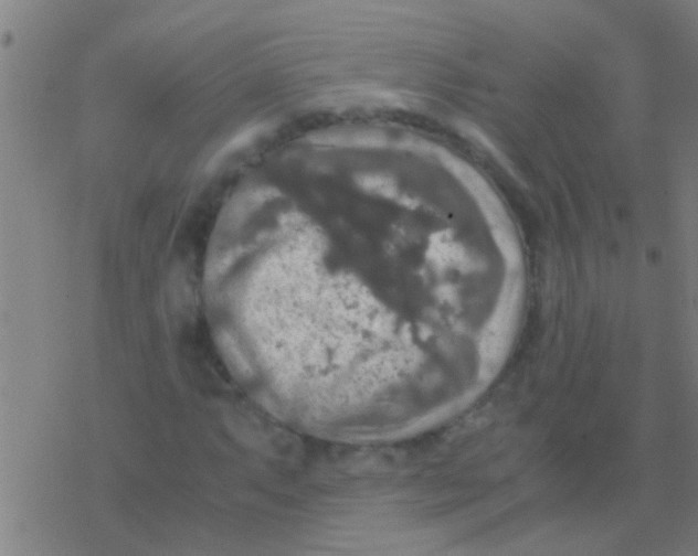 X0000077361063200611101633