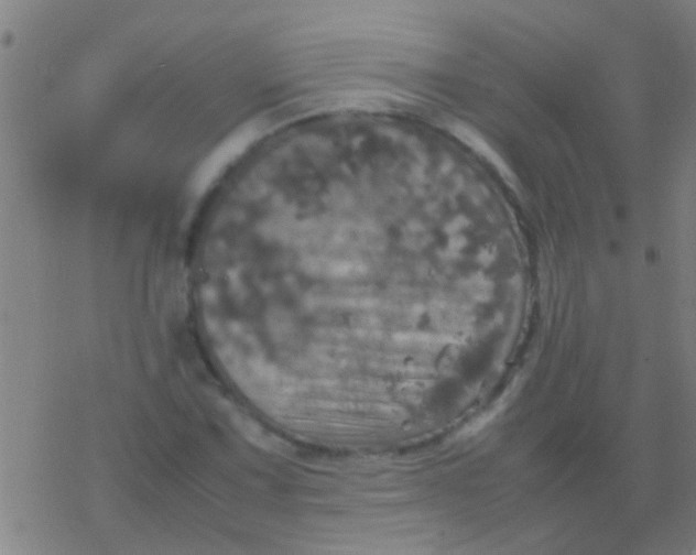 X0000077361067200611101633