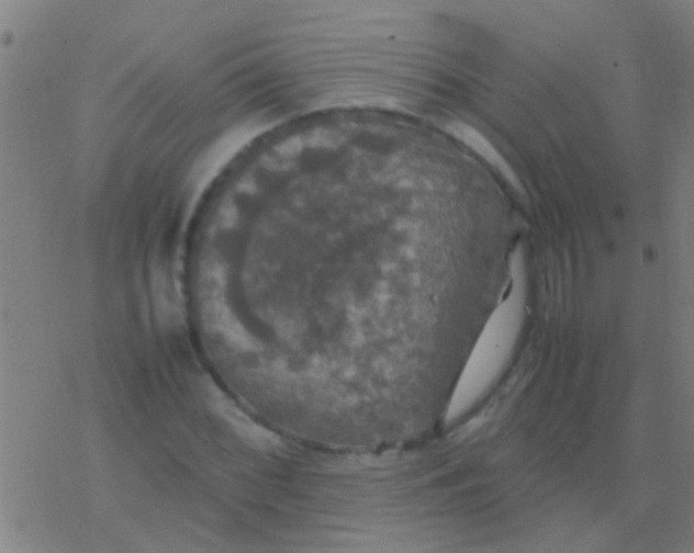 X0000077361068200611101633