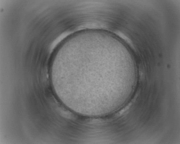 X0000077361070200611101633