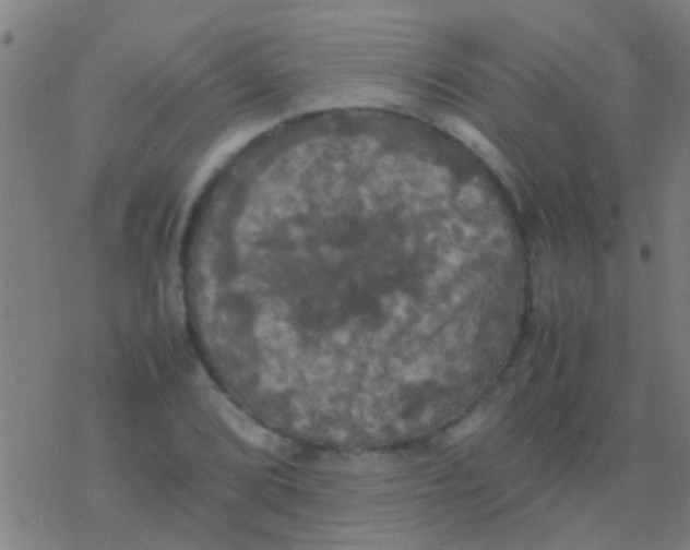 X0000077361072200611101633