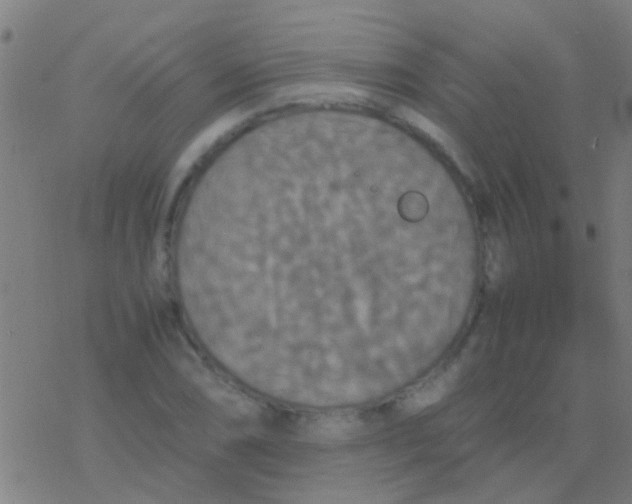 X0000077361074200611101633