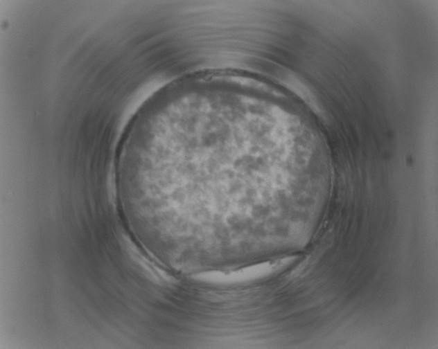 X0000077361076200611101633