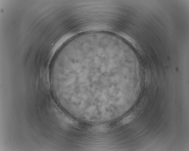 X0000077361078200611101633