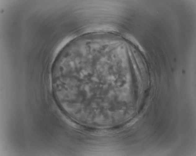 X0000077361079200611101633