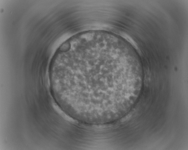 X0000077361080200611101633