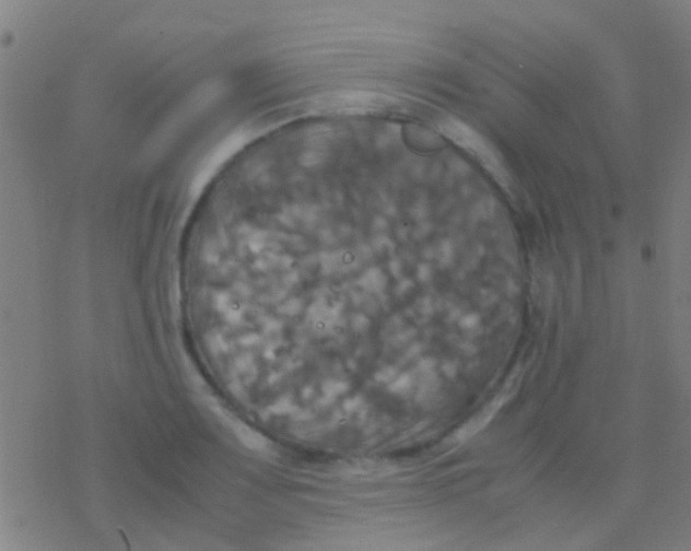 X0000077361083200611101633