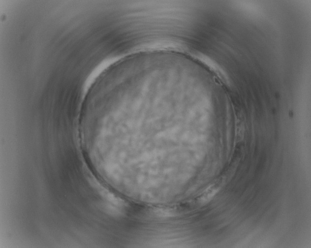 X0000077361086200611101633