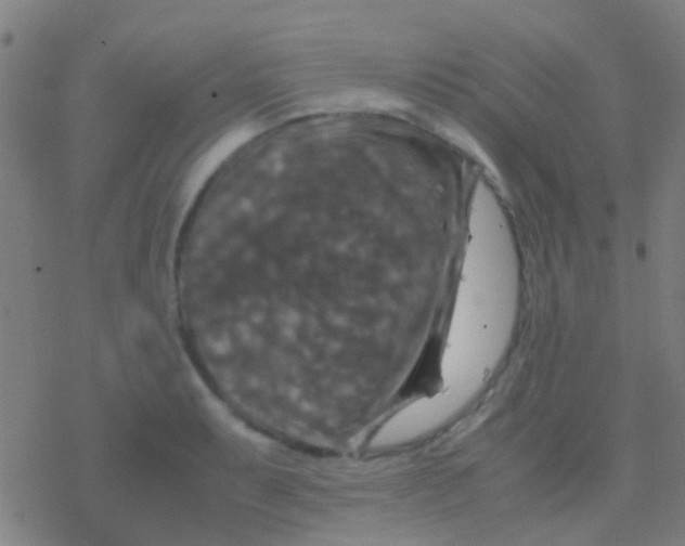 X0000077361087200611101633