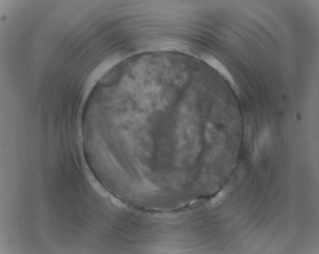 X0000077361088200611101633