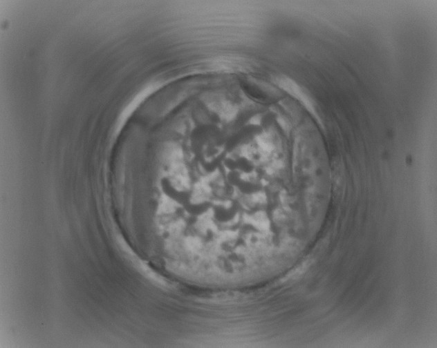 X0000077361091200611101633