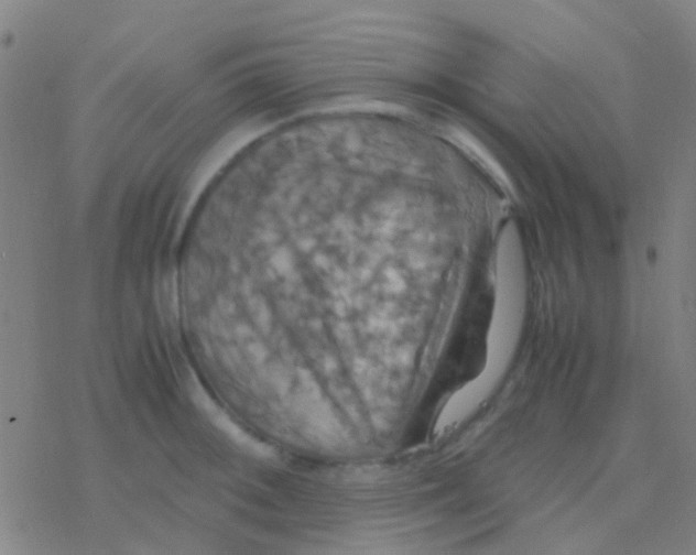 X0000077361092200611101633