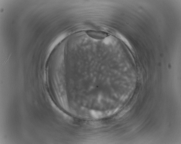 X0000077361095200611101633