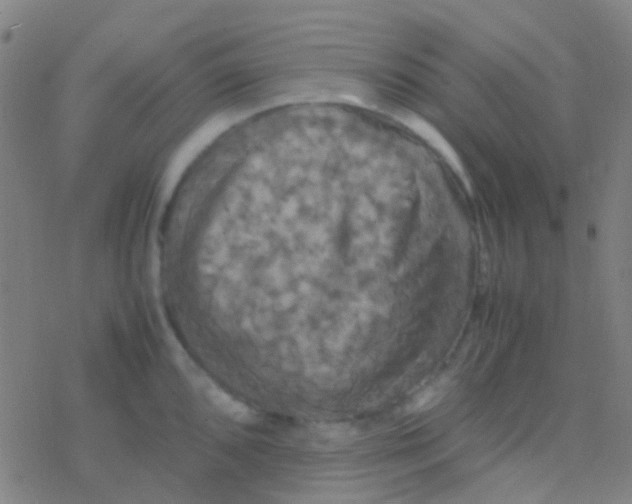 X0000077361096200611101633