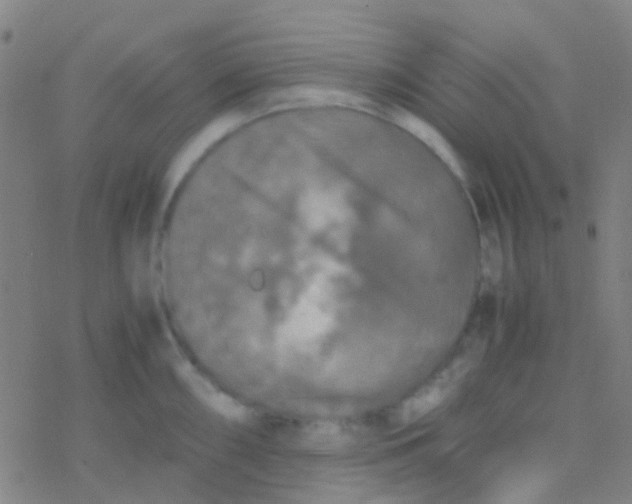 X0000077361098200611101633