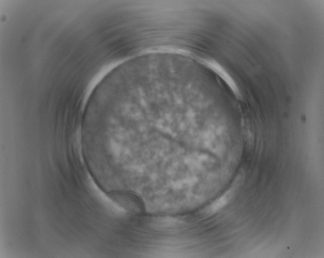 X0000077361100200611101633