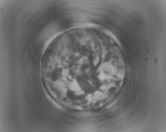 X0000077361103200611101633