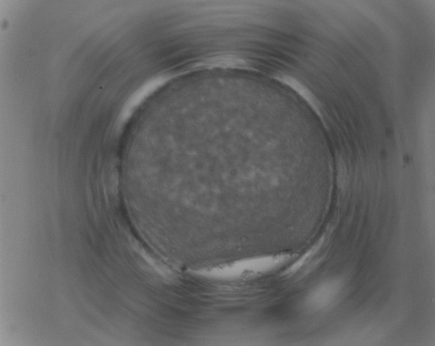 X0000077361115200611101632