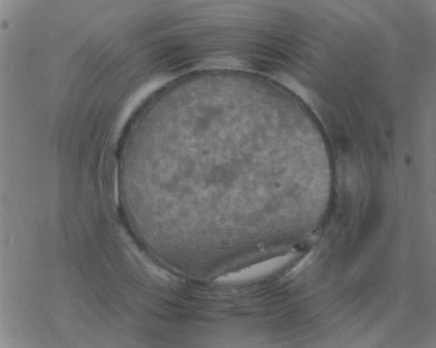 X0000077361123200611101632