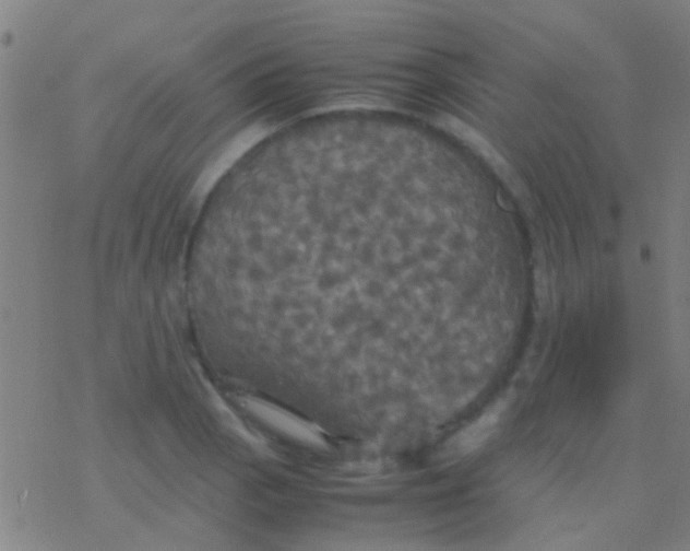 X0000077361129200611101632