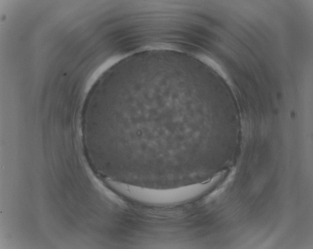 X0000077361133200611101632