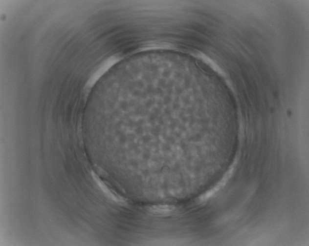 X0000077361137200611101632