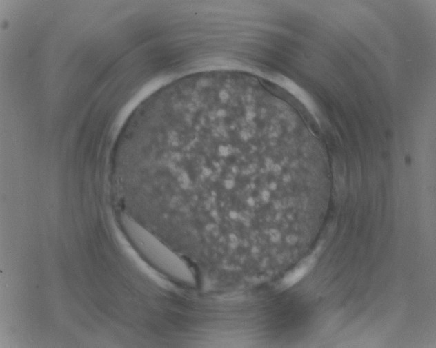 X0000077361142200611101632