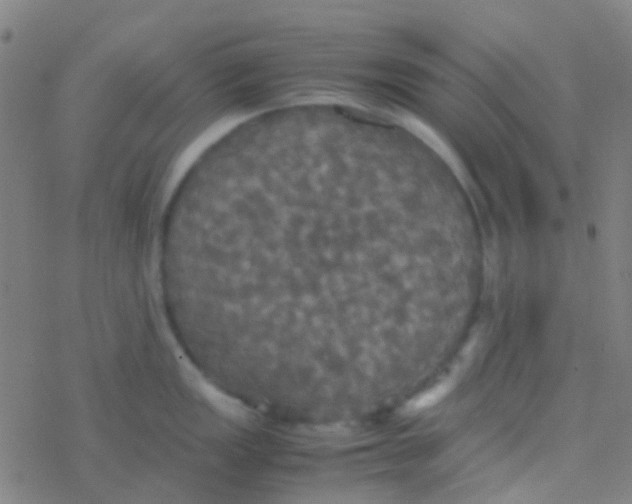 X0000077361149200611101633