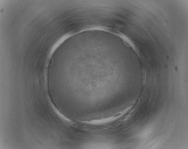 X0000077361151200611101633