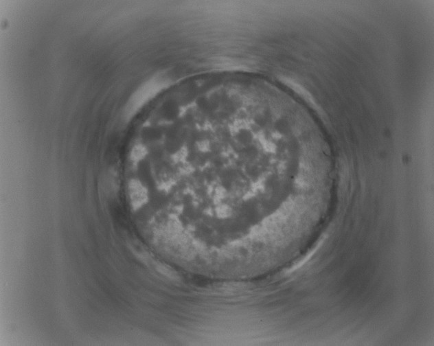 X0000077361163200611101632