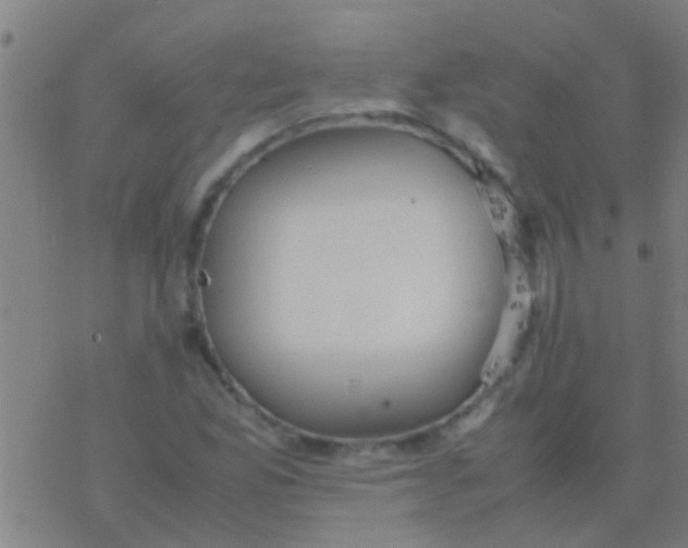 X0000077361165200611101632