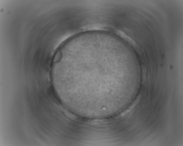 X0000077361166200611101632