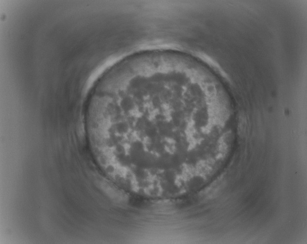 X0000077361167200611101632