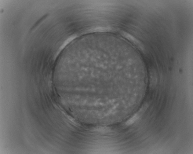 X0000077361170200611101632