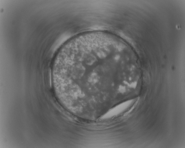 X0000077361171200611101632