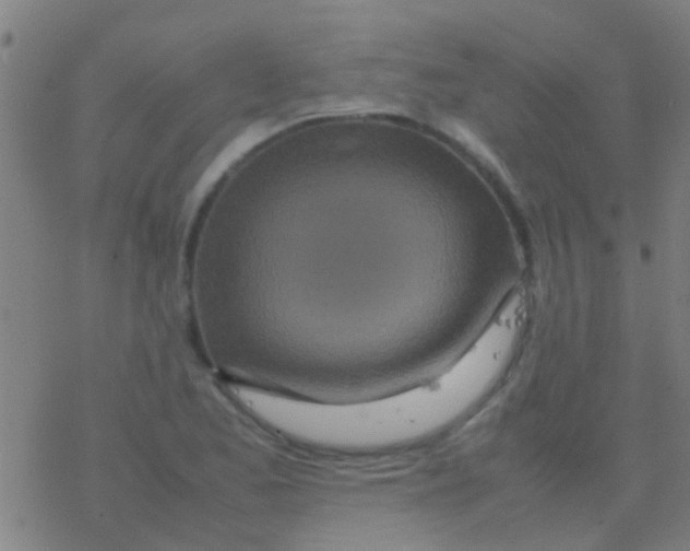 X0000077361173200611101631