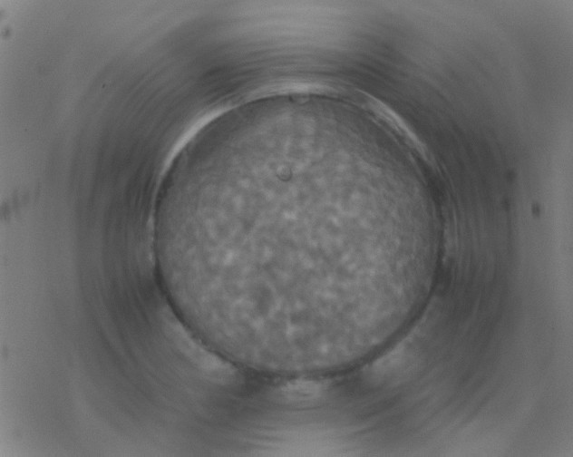 X0000077361178200611101631