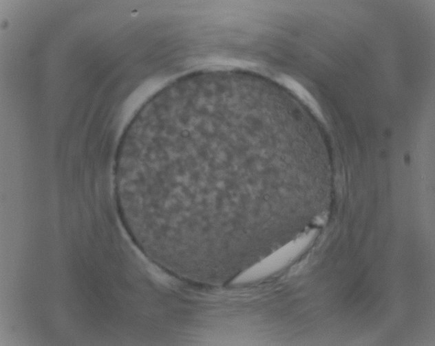 X0000077361183200611101631