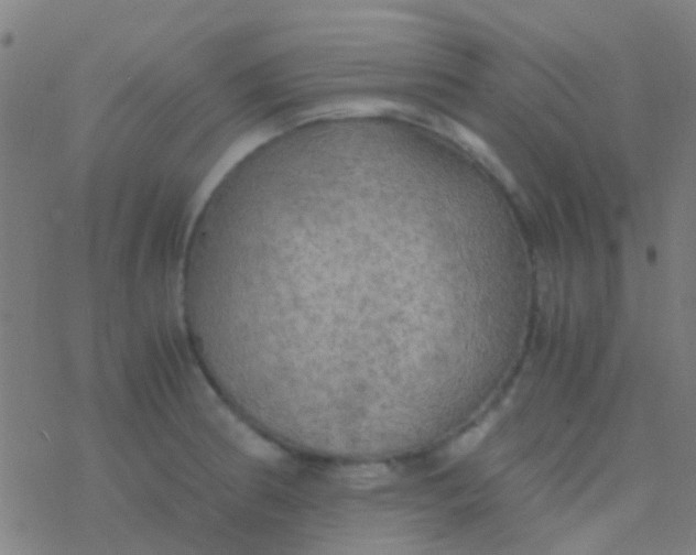 X0000077361186200611101631