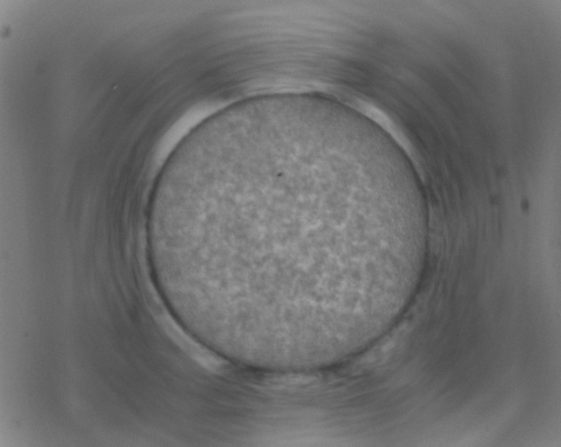 X0000077361187200611101631