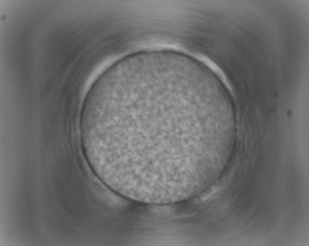 X0000077361191200611101631