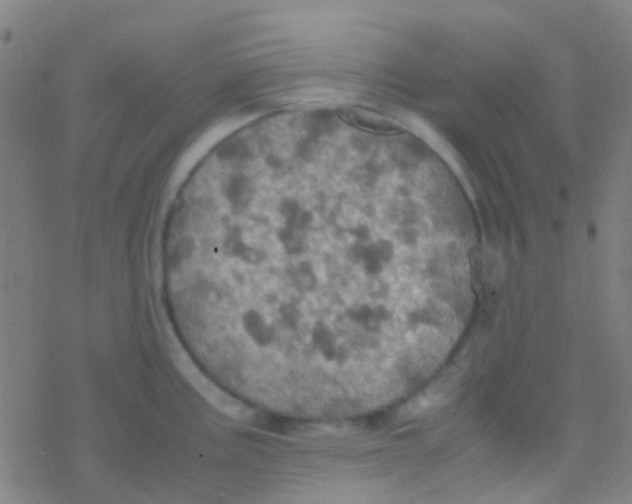 X0000077361195200611101631