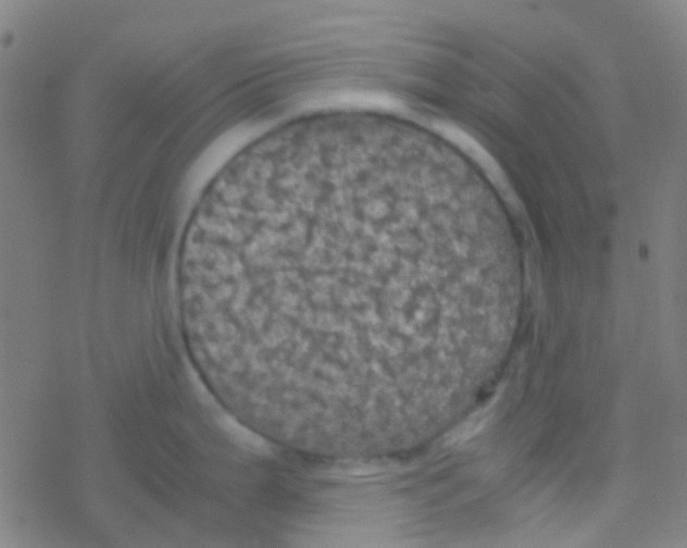 X0000077361199200611101631