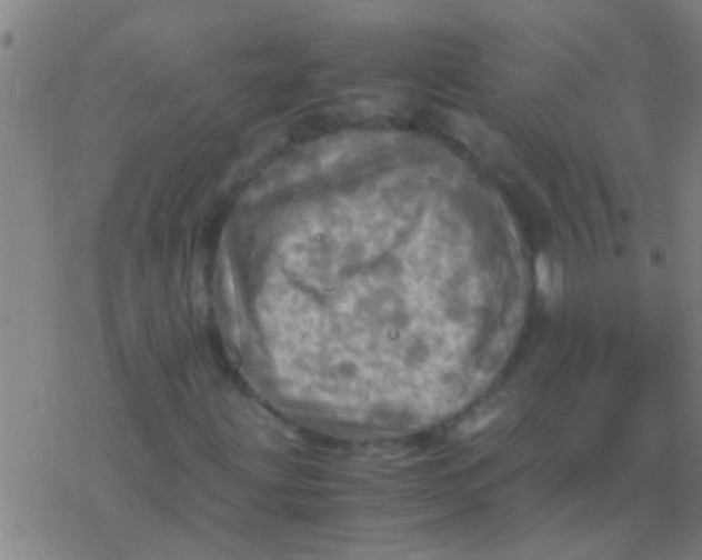 X0000077361203200611101630