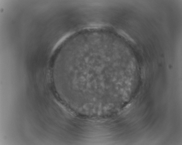 X0000077361208200611101630