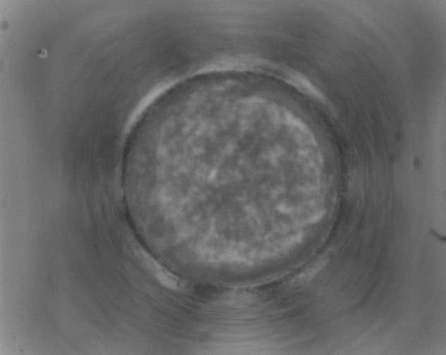 X0000077361216200611101631