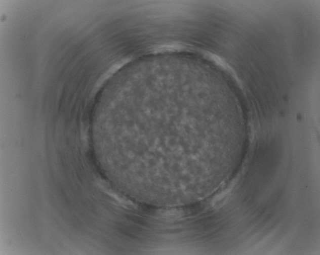 X0000077361217200611101631