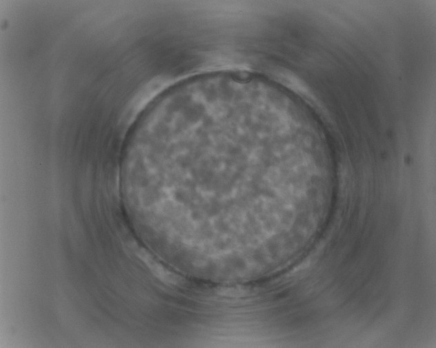 X0000077361220200611101631