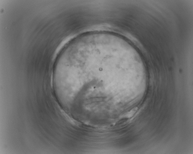 X0000077361224200611101631